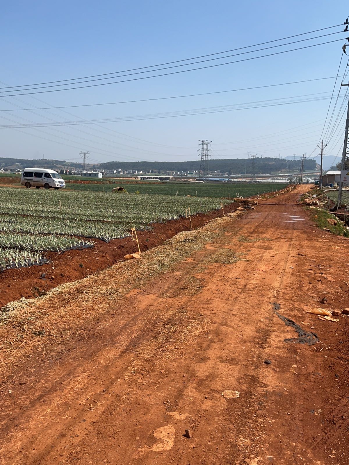 天会香葱养殖基地