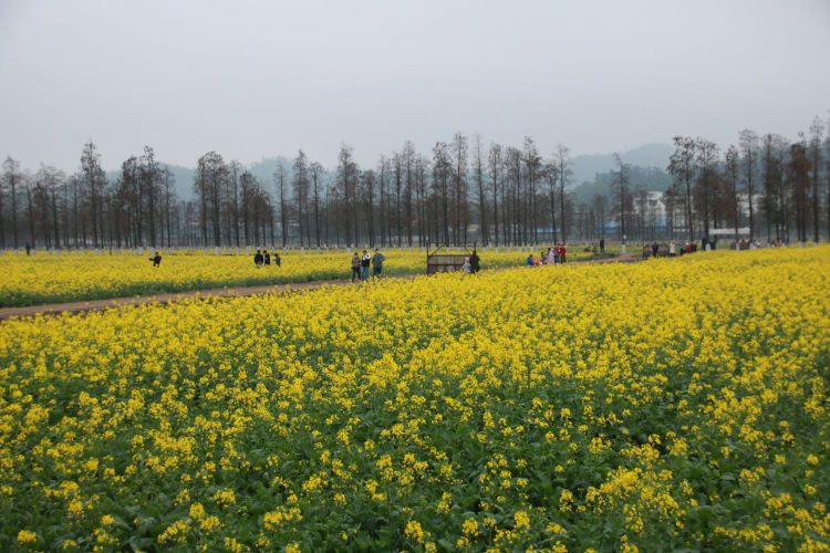 斗门五山村油菜花