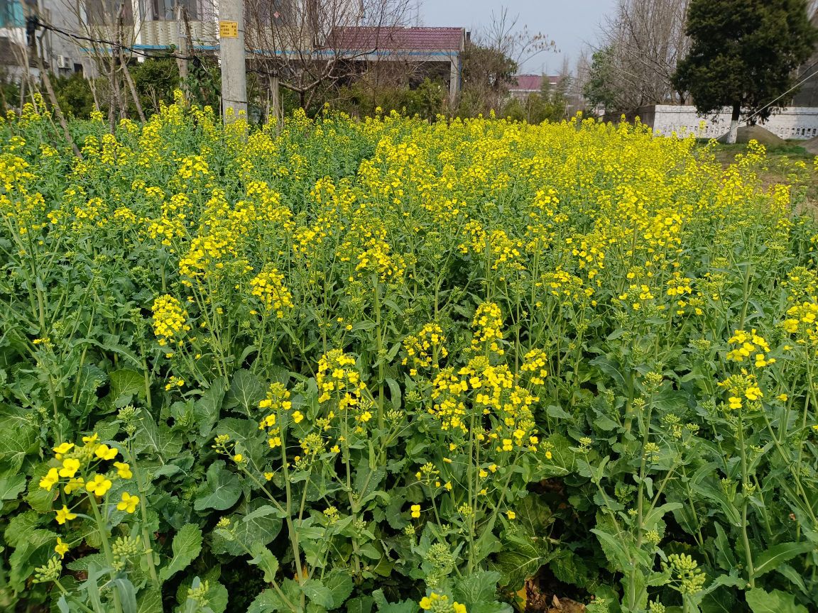 江苏省南通市如皋市肖庄路