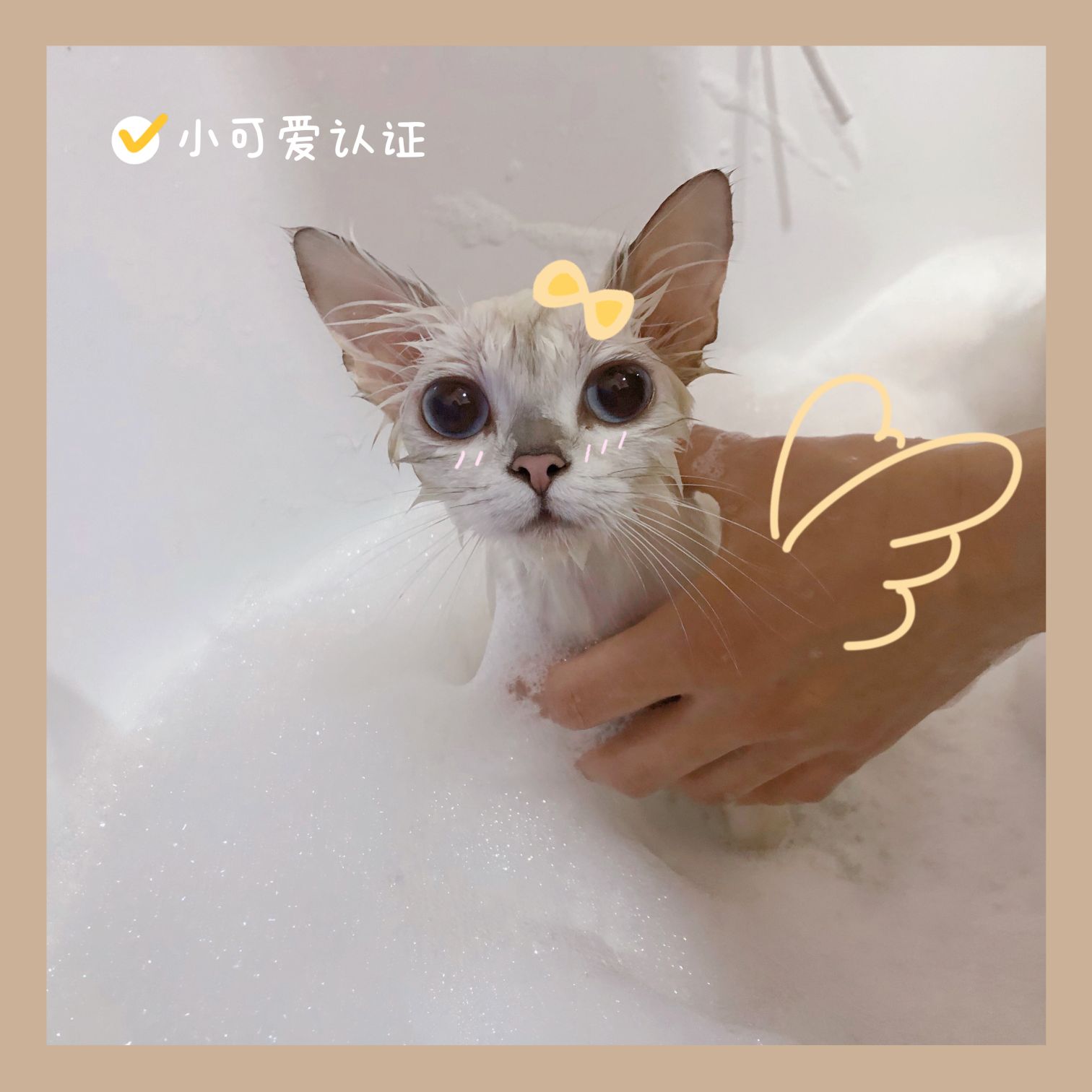 亿只猫生活馆