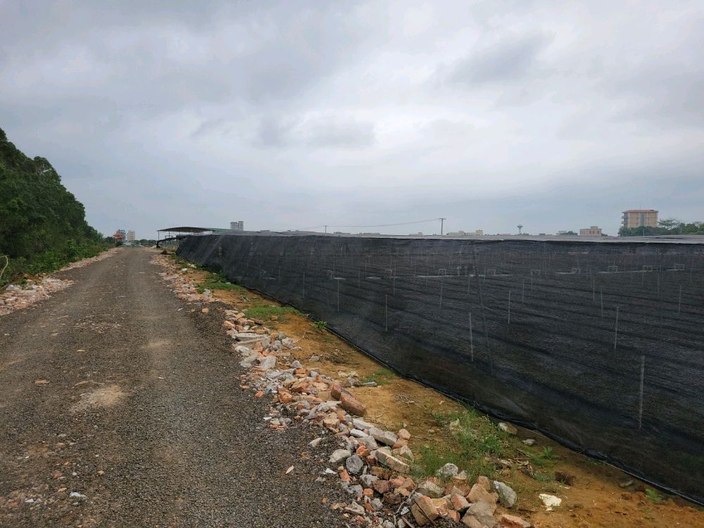 广东省湛江市遂溪县广南线百顺苗场3号场