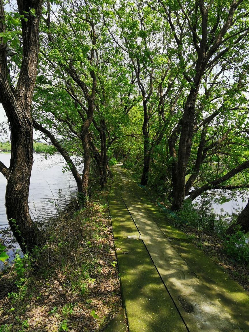 野林摊金岛