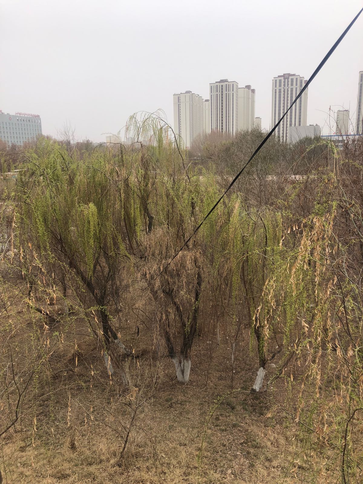 胡杨公园