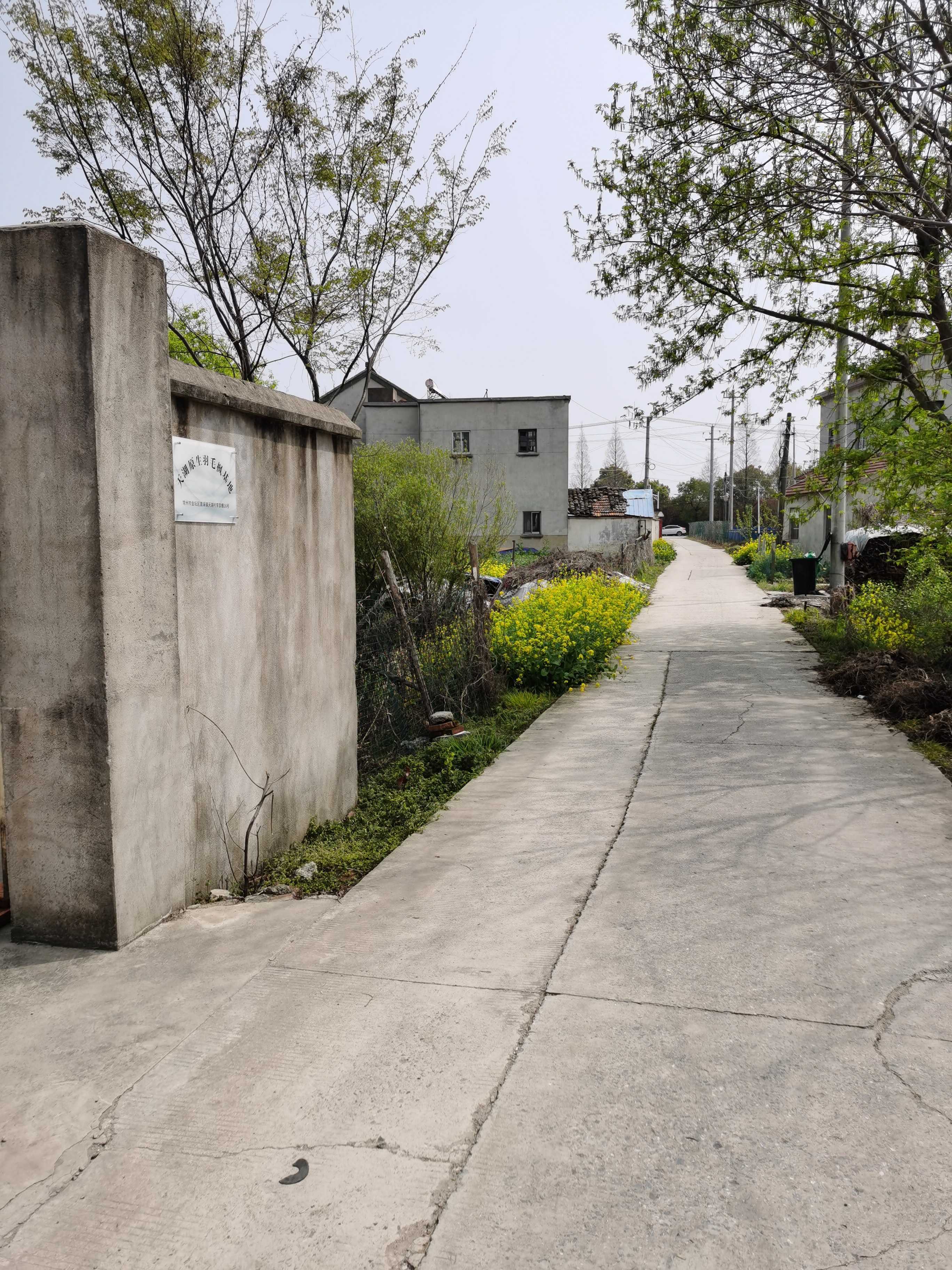 天湖原生宇毛枫基地