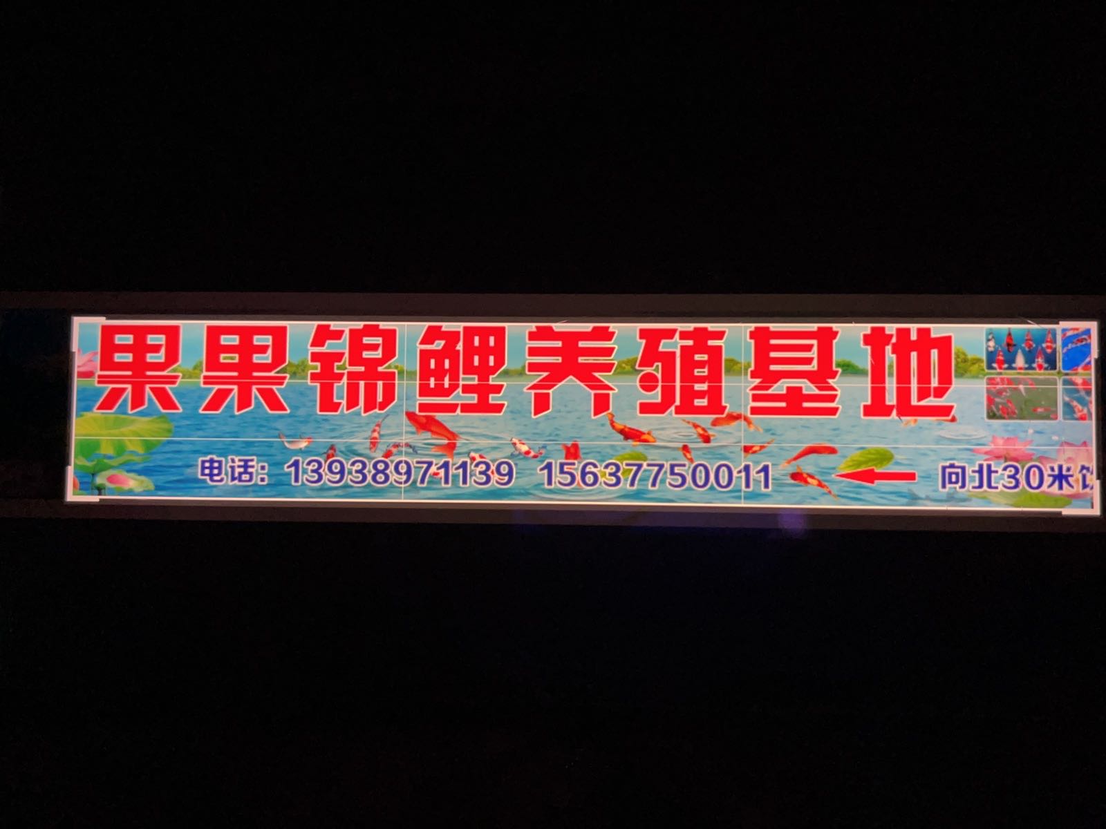 卧龙区青华镇果果锦鲤养殖基地