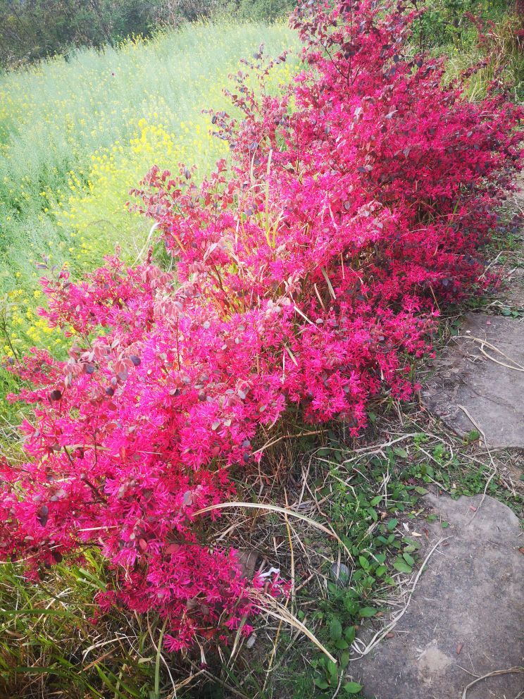 云顶茶乡风景区