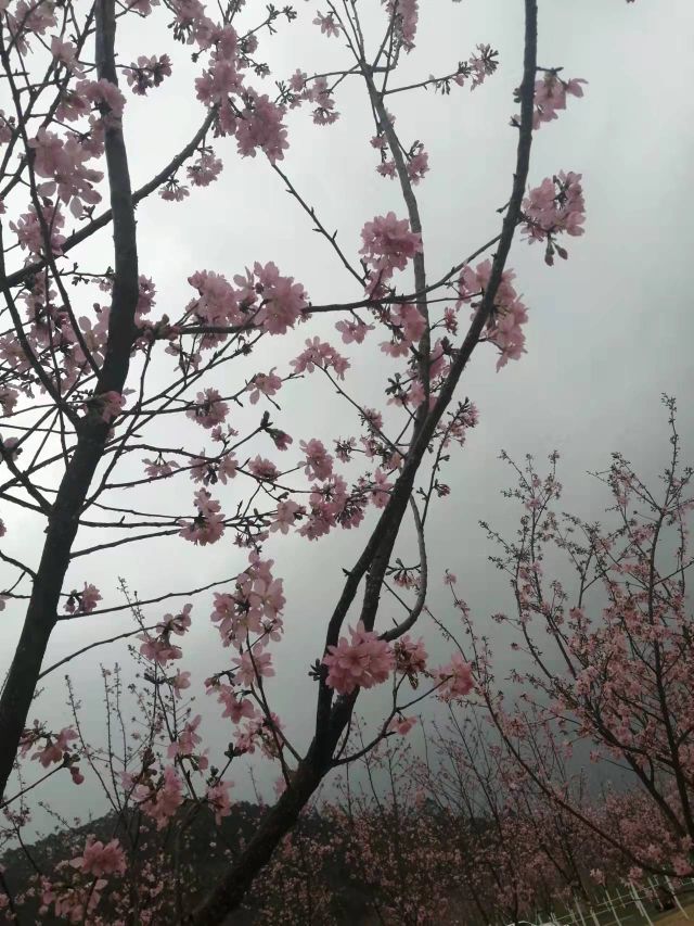 云浮樱花园