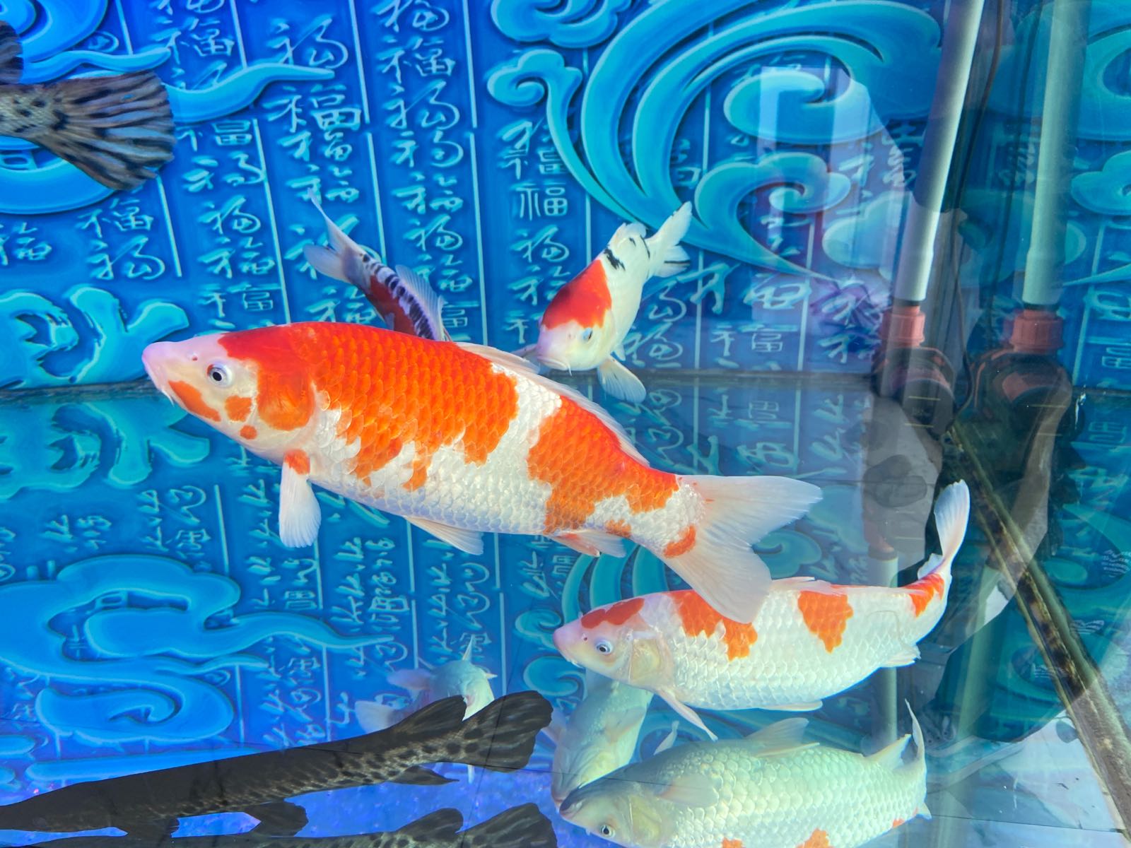 鑫没水族馆(阳光100城市丽园店)
