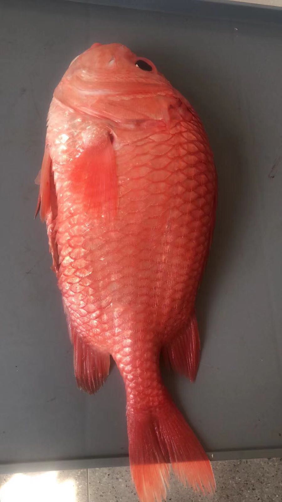 深海鱼人