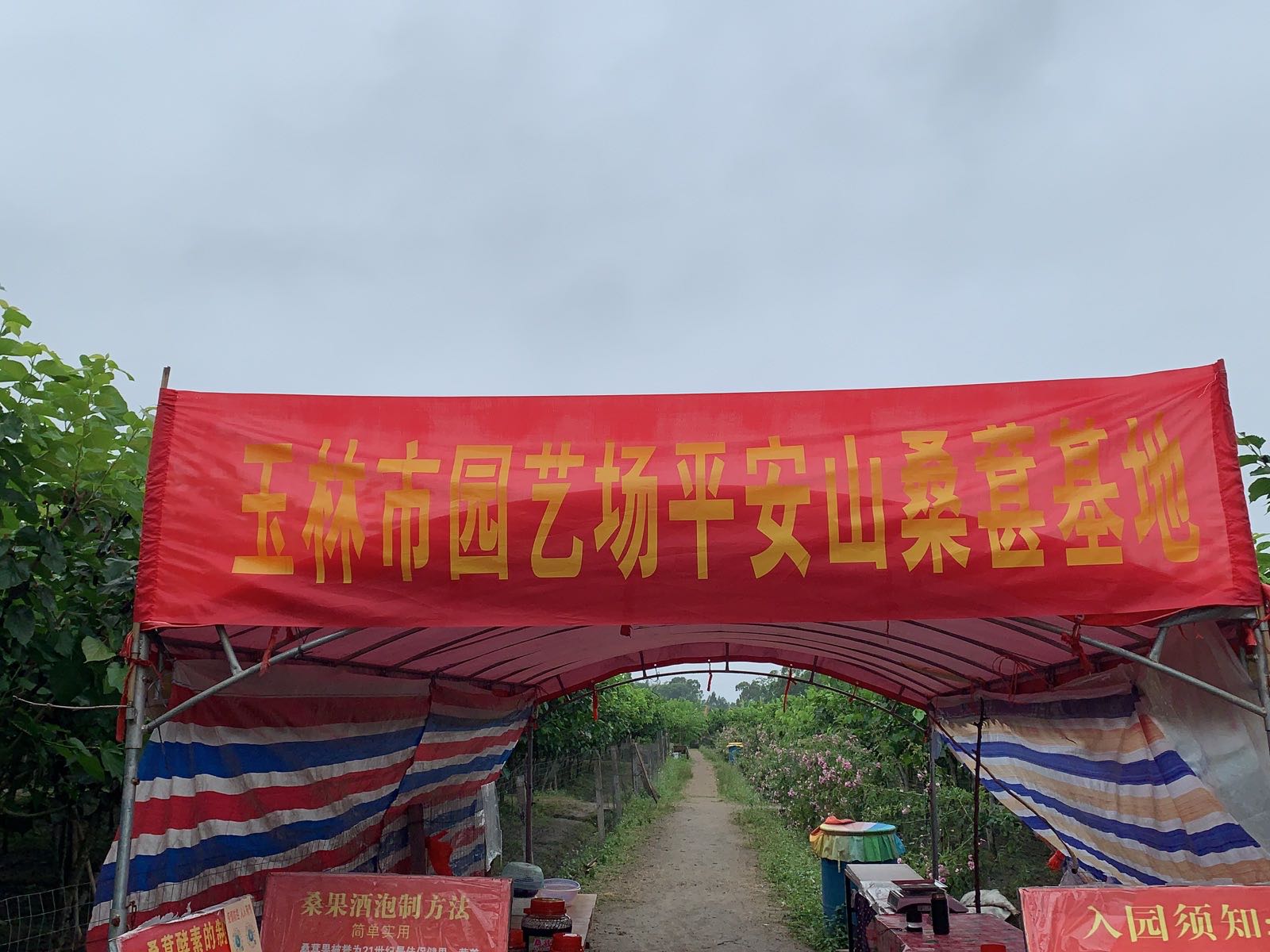 玉林北流市新圩平安山桑果(桑葚)基地