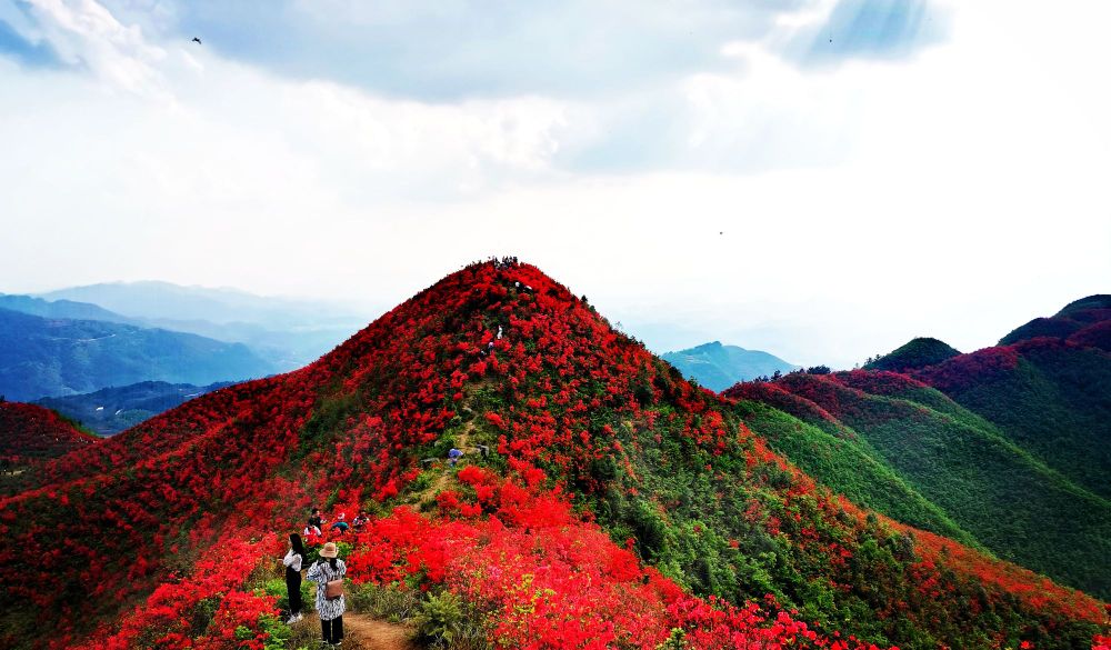 大高山映山红锋关景区