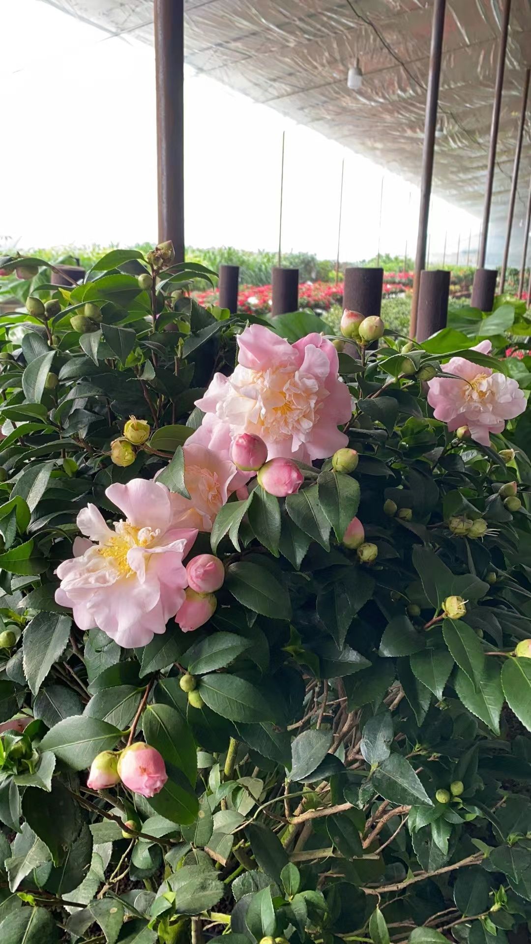 小梁花卉批发中心