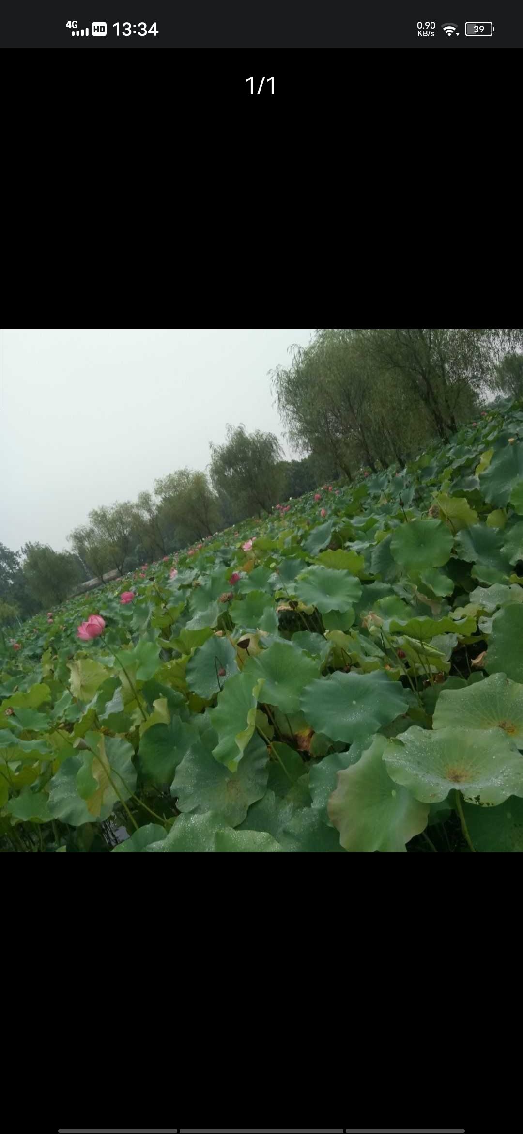 湿地公园