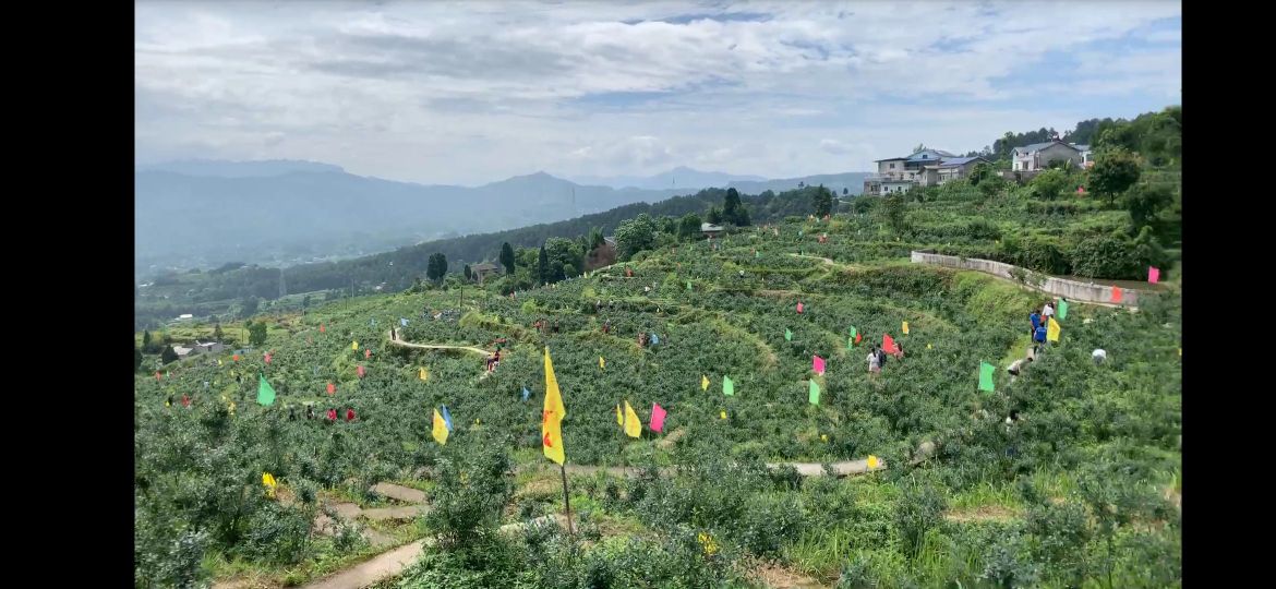 康尔蓝莓园