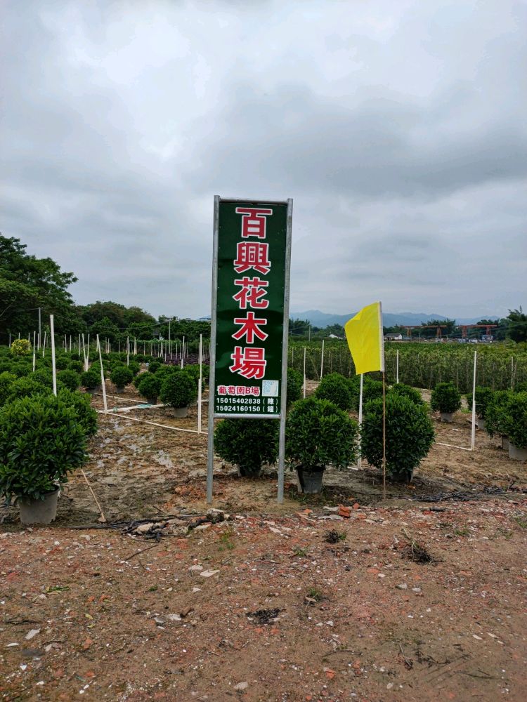 百兴花木场(围村B场)