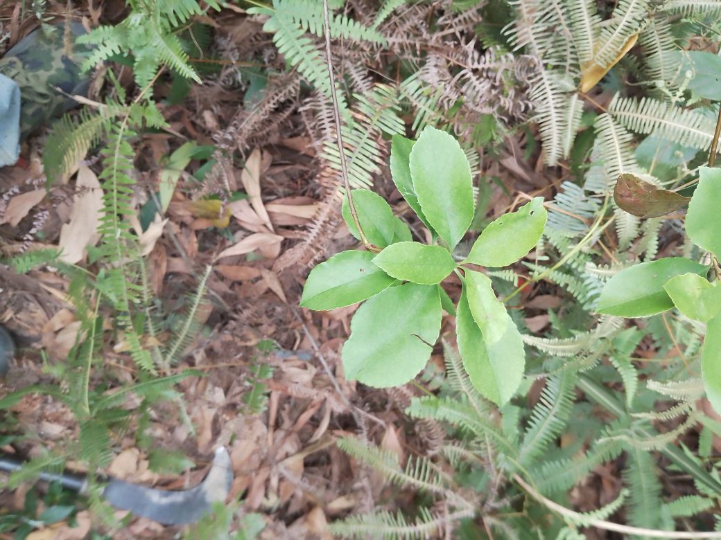 云浮植物园