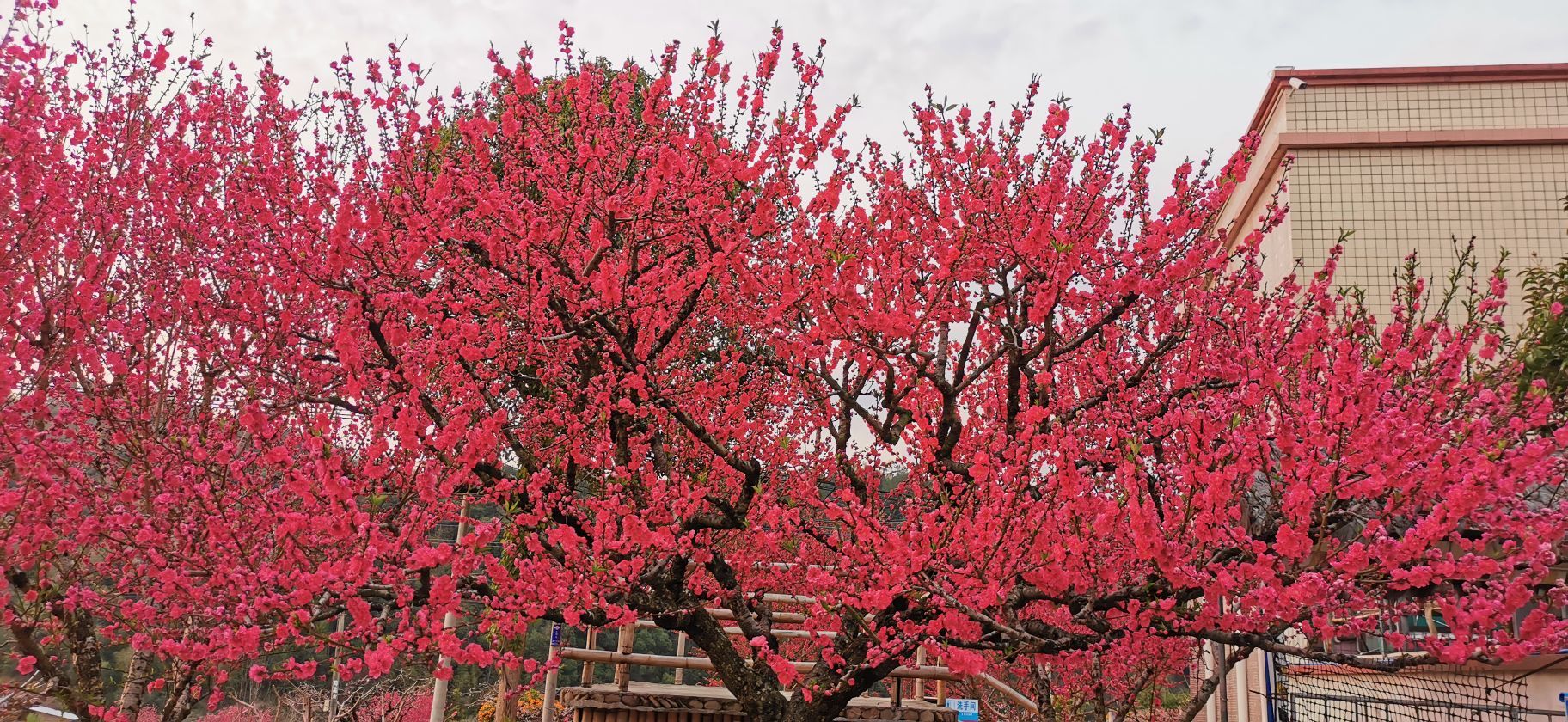 上坪古坑鹰嘴蜜桃基地