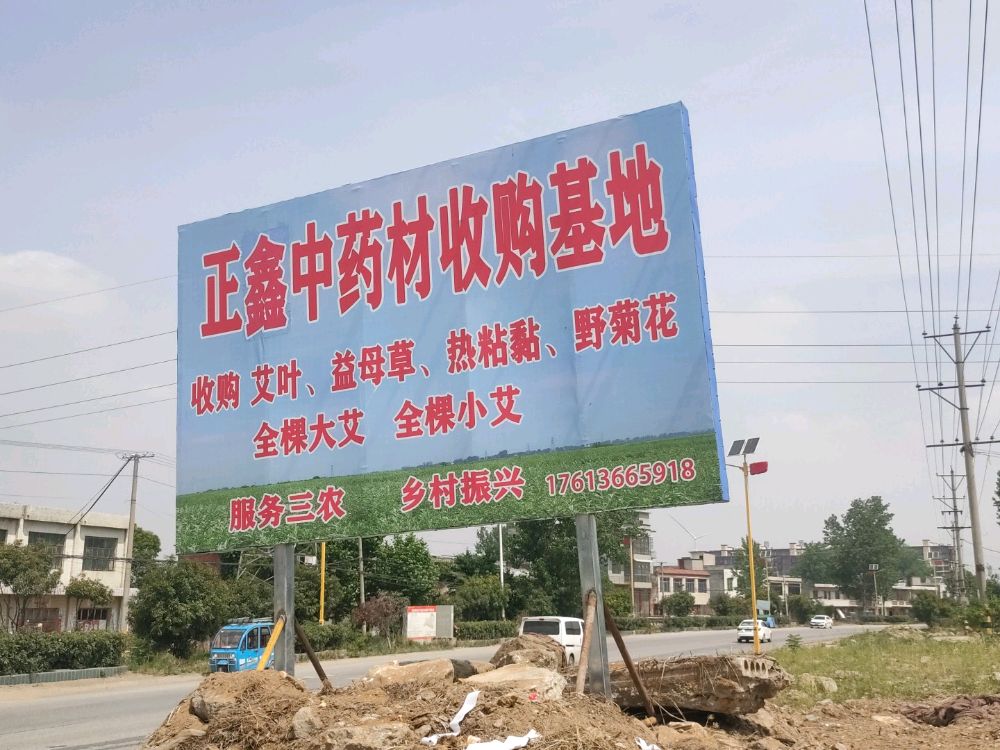 正鑫艾草收购点