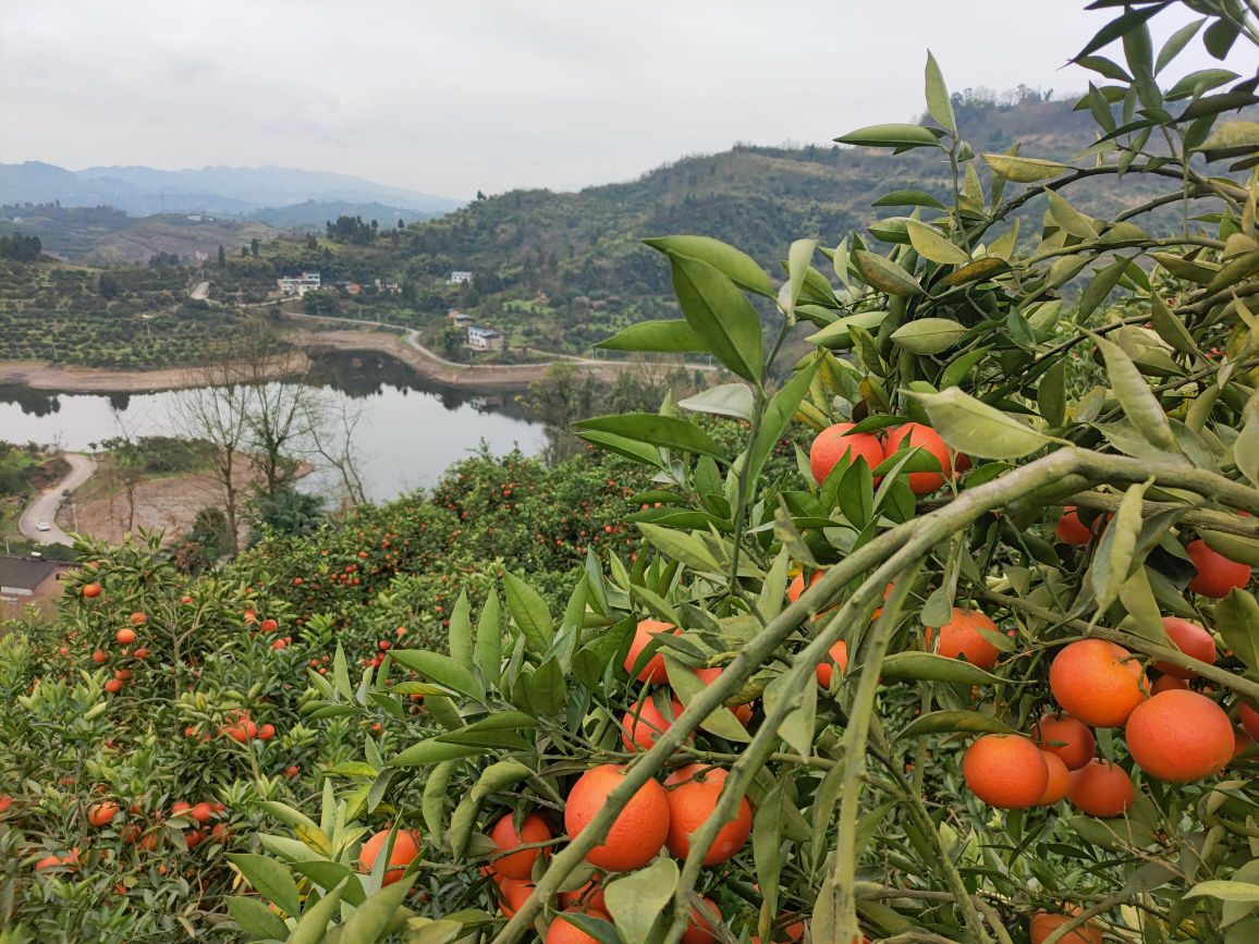 垫江县龙国柑橘种植场