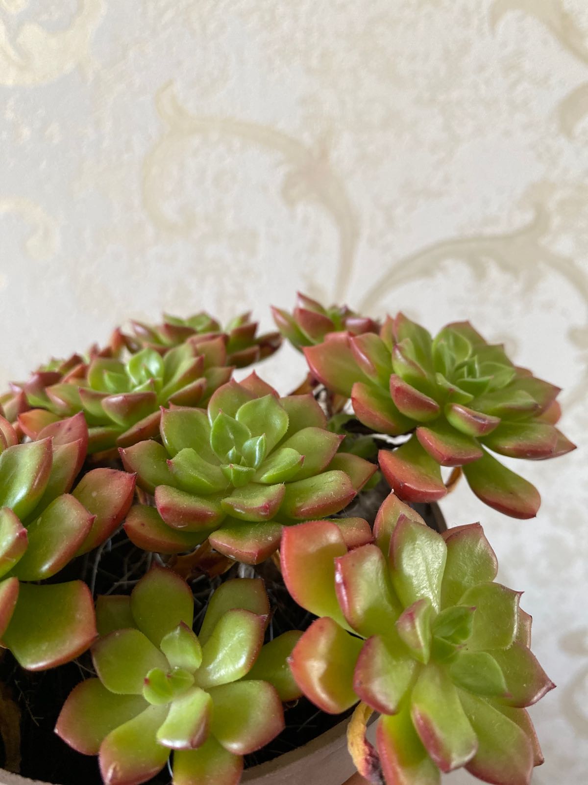 南京多肉植物园