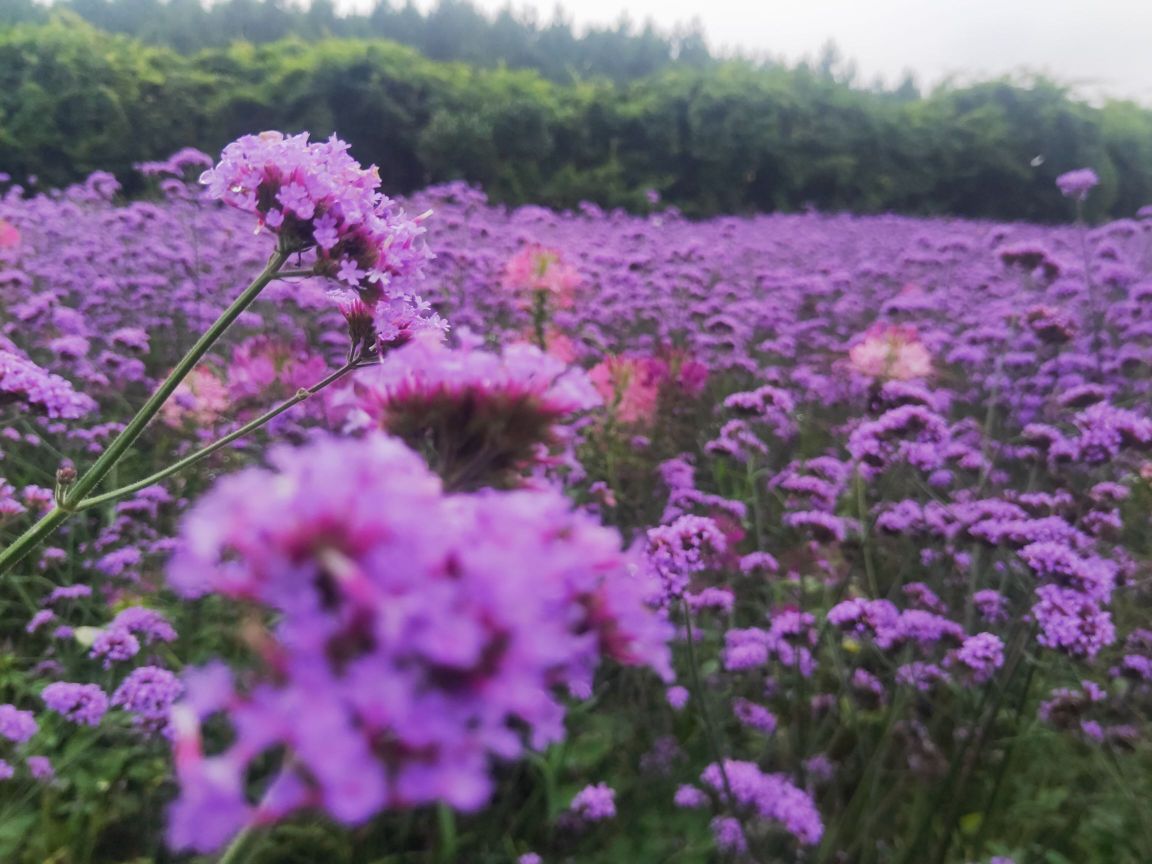 永州市花博园