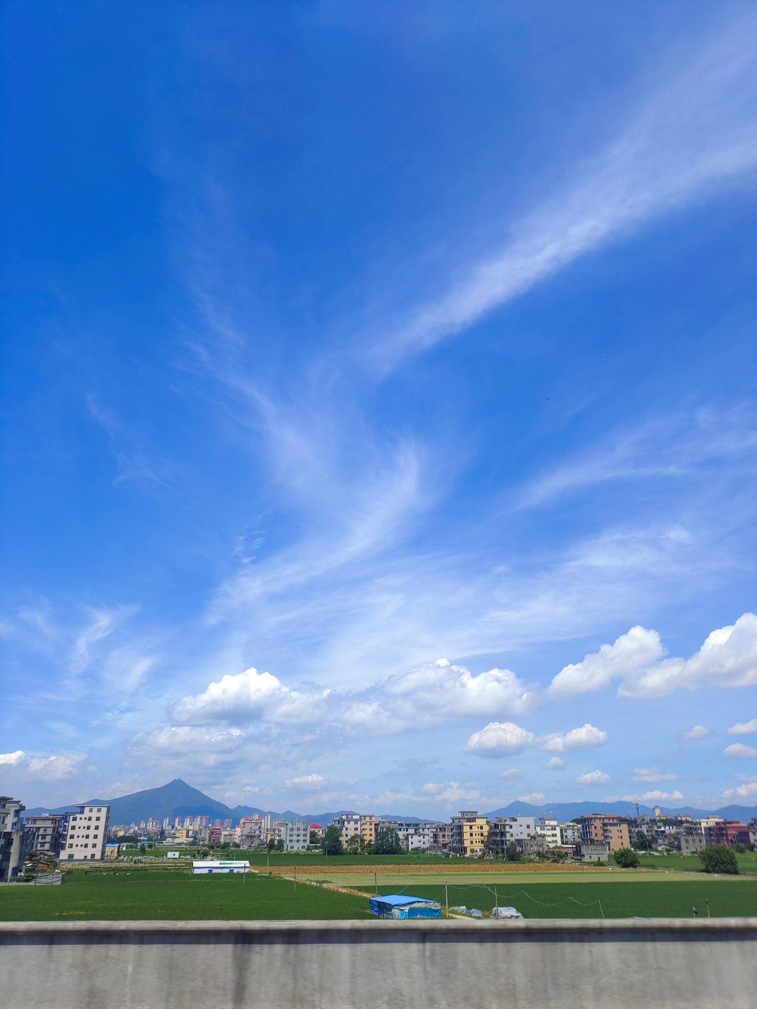 大地草坪绿化基地
