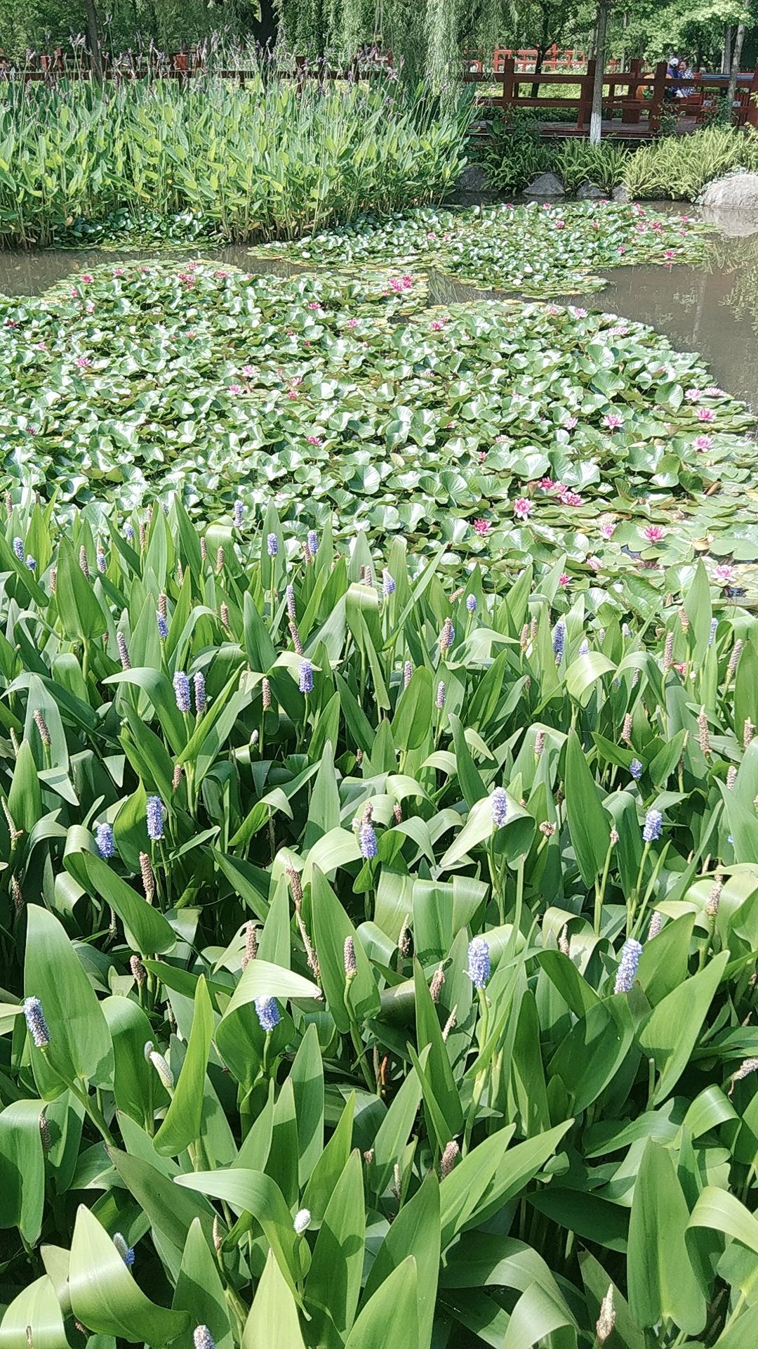 富民湿地公园