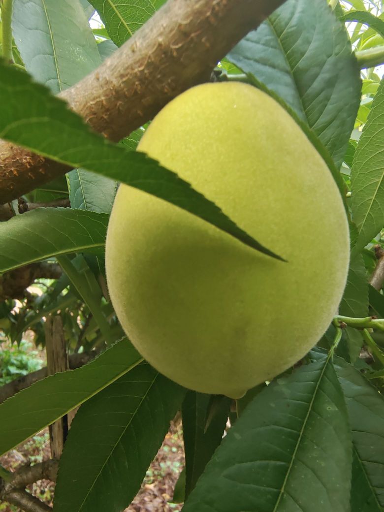 巴南仙池村在香水果园