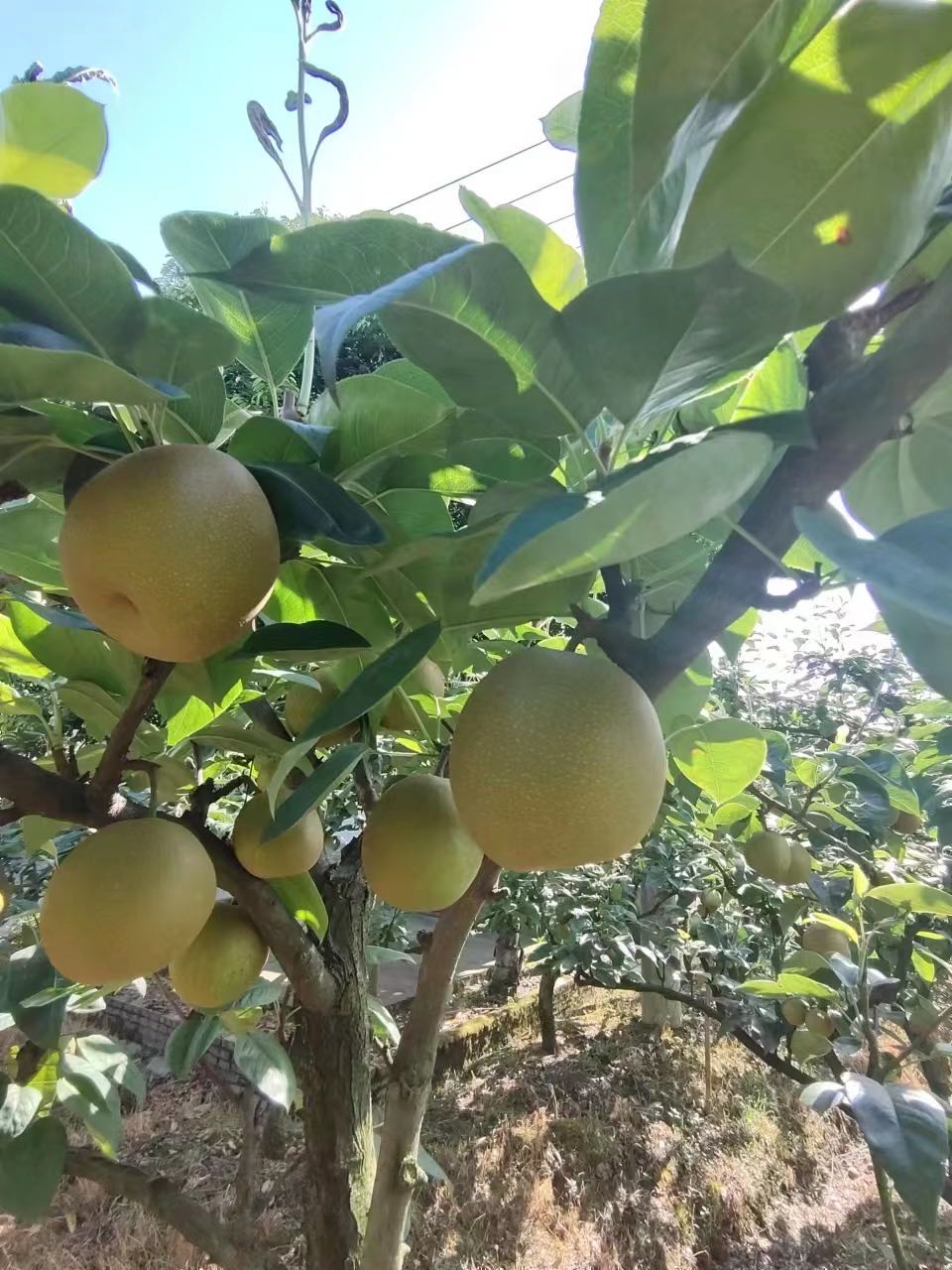 巴南区龙圣山庄
