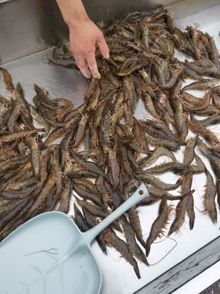 小牛河蟹海先