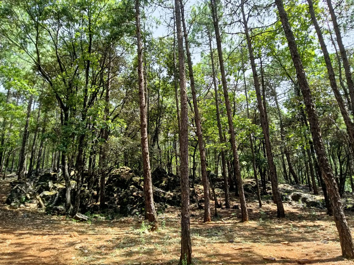 大黑山省级森林公园
