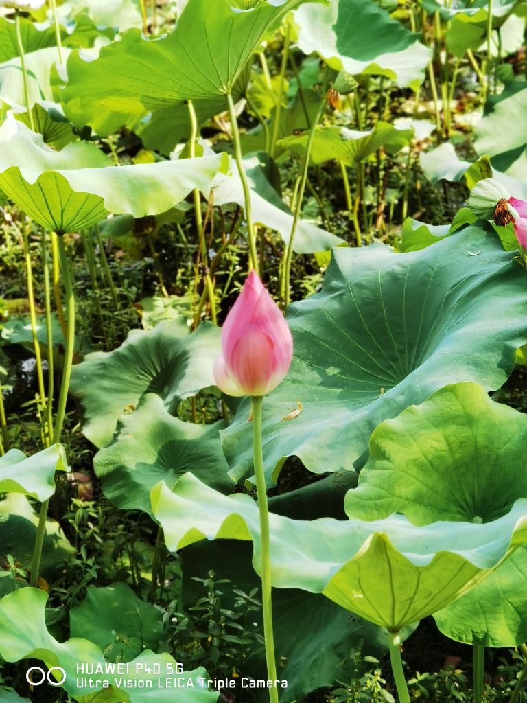 中国黔江城市大峡谷