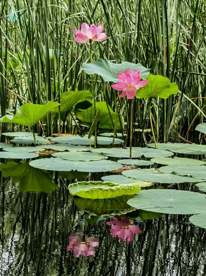 辽宁朝阳柳城湿地公园