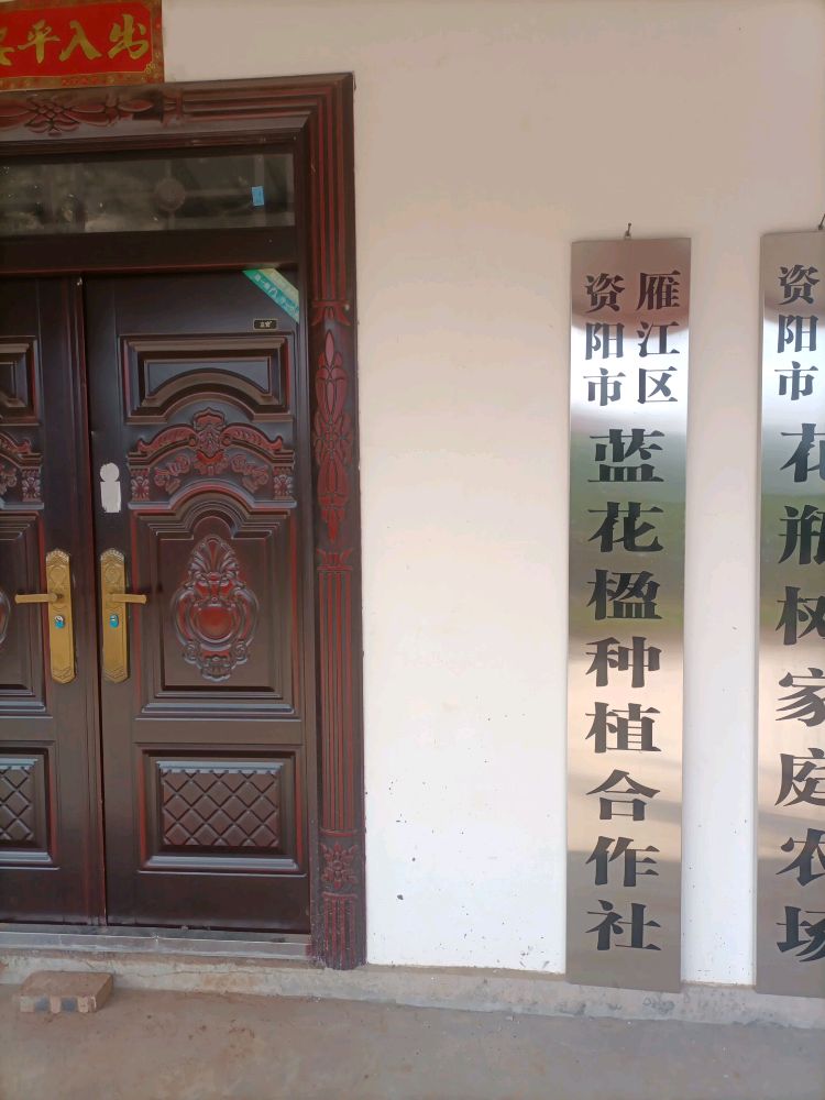 资阳市蓝花楹种植基地