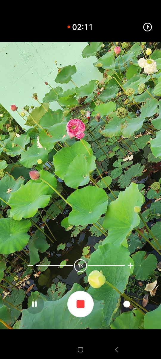 大泗镇大马水生植物园