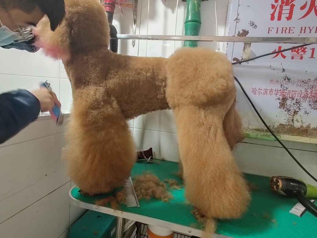 开心宠物店