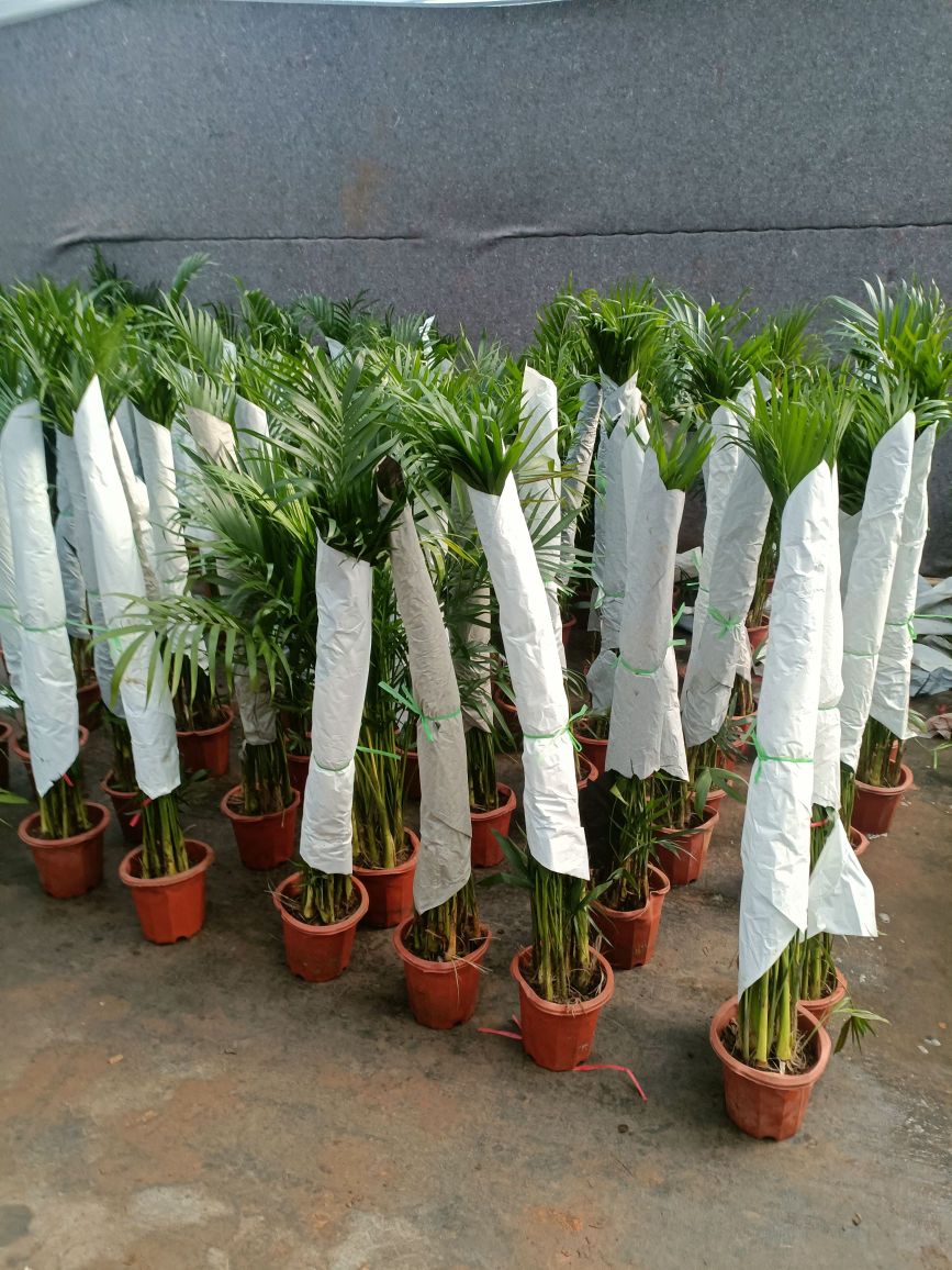 花城绿植花卉