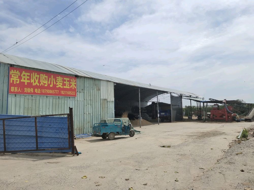 常年收购小麦玉米