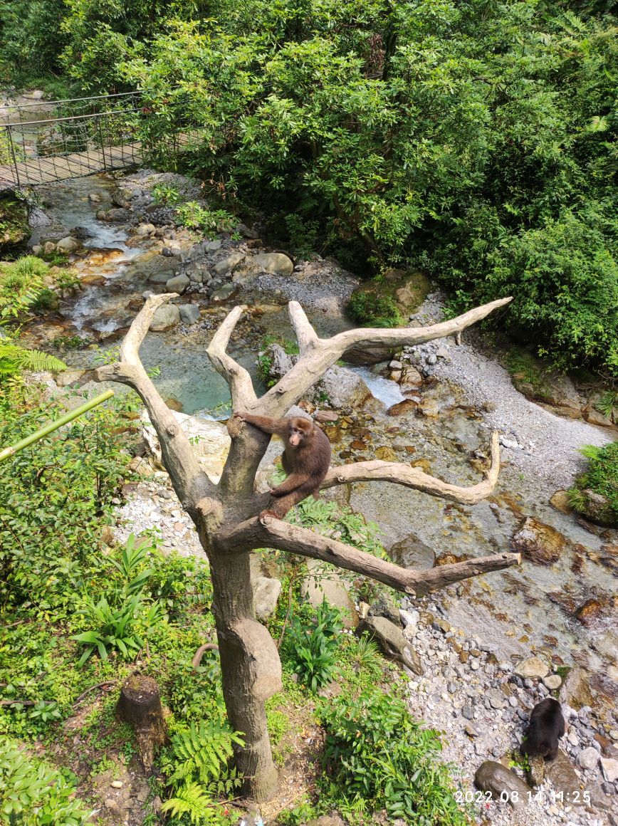 峨眉山生态猴取