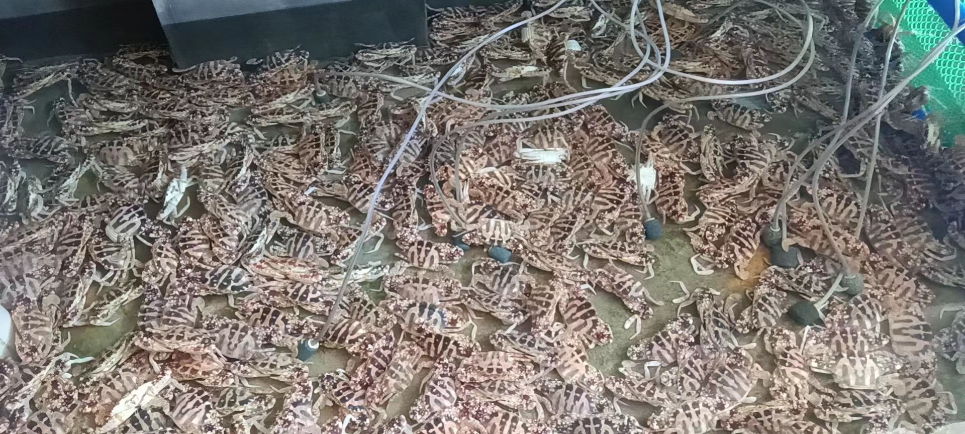 临高便民海鲜店