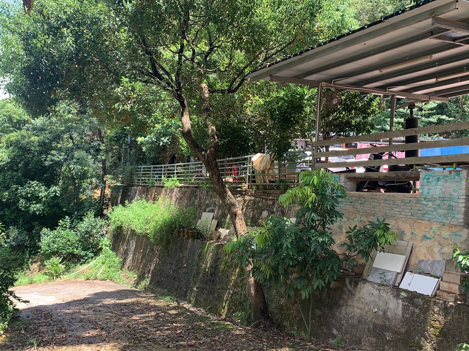 中山市五桂山卧云茶园