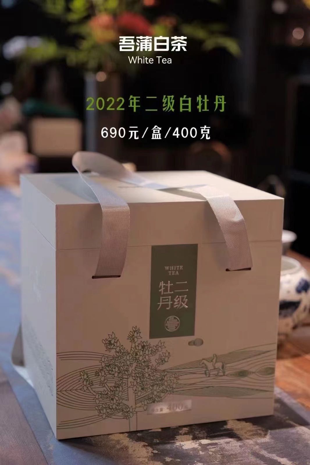 吾蒲白茶