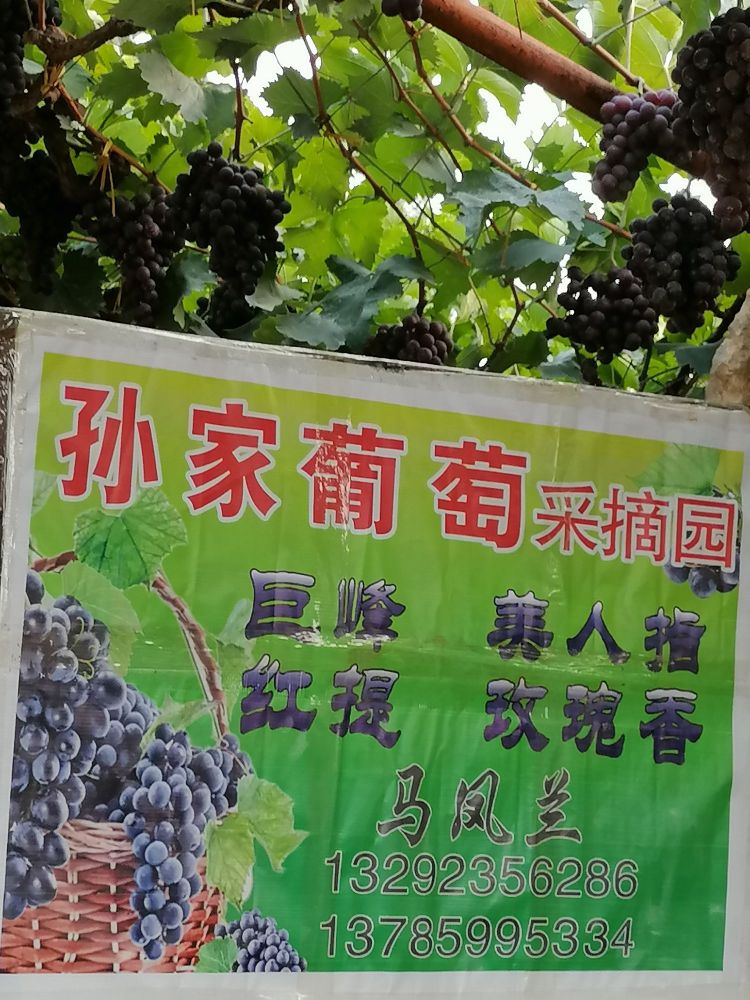 孙家葡萄采摘园