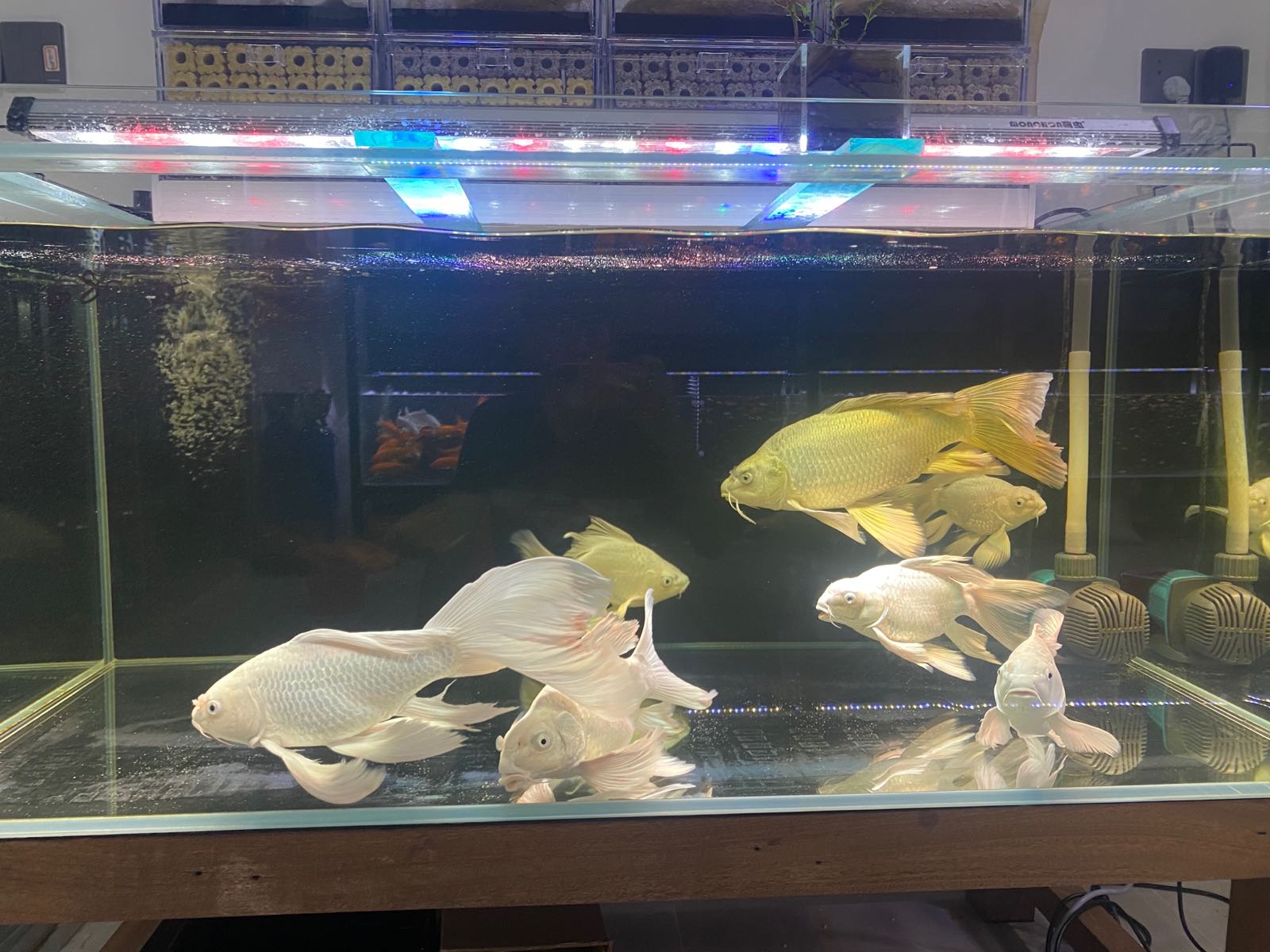 金鱼店(北街店)