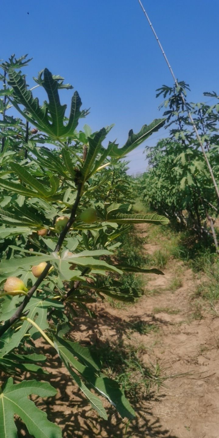 南阳市田园无花果采摘基地