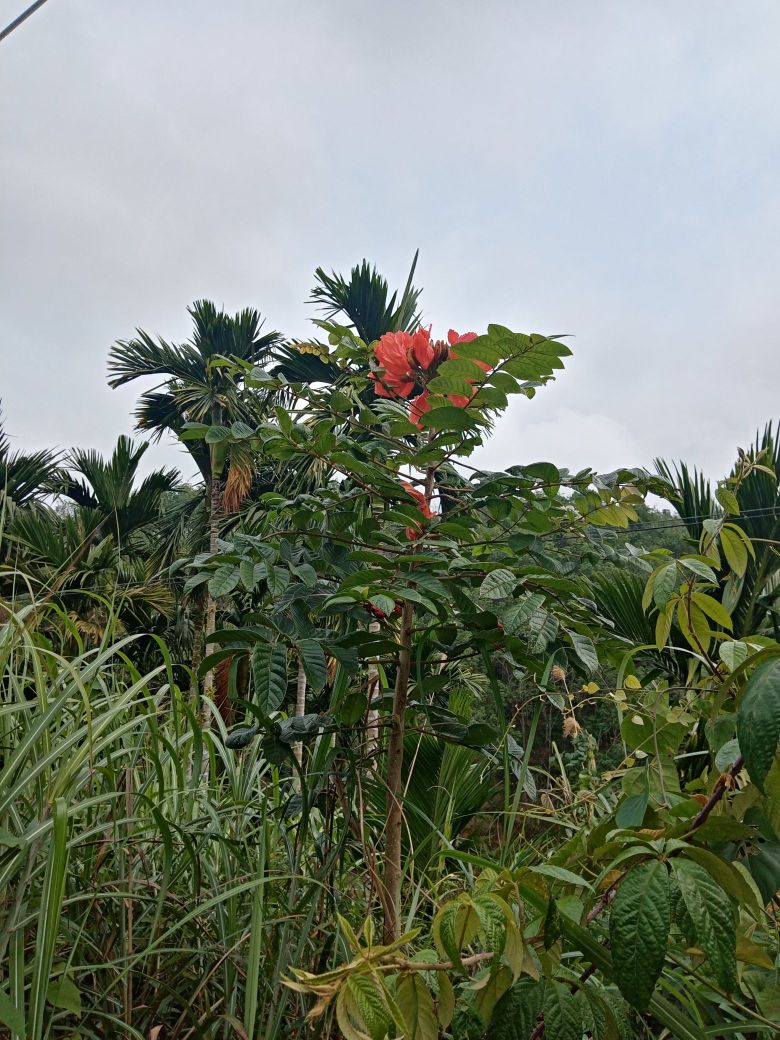 琼崖公学纪念亭