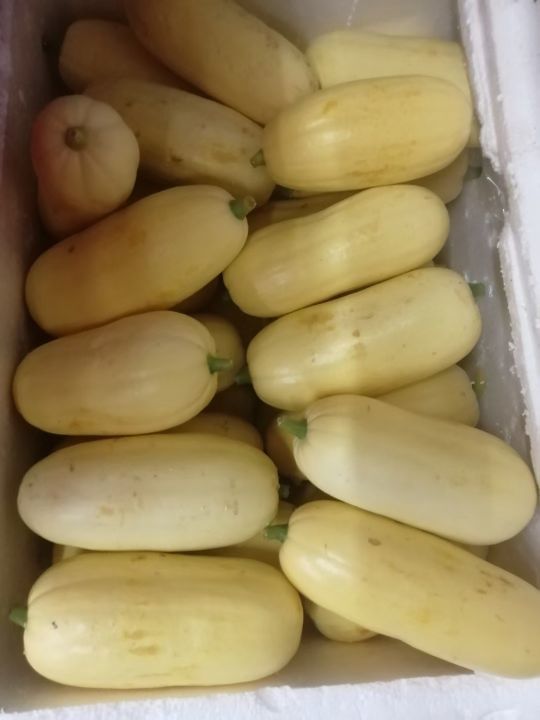 石城饭店酒娘(泰安楼店)