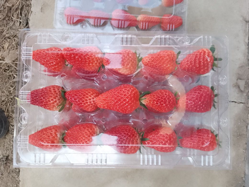岗岗草莓采摘园