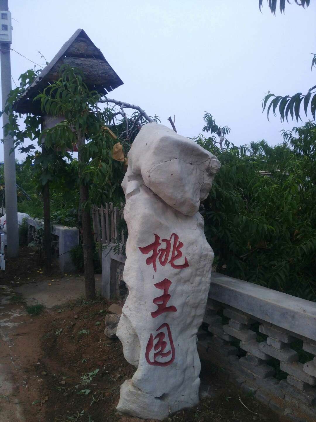 肥城中央桃行