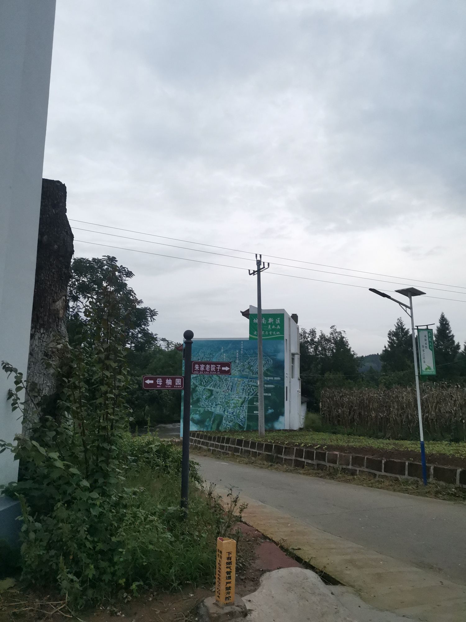 紫桥村母柚园